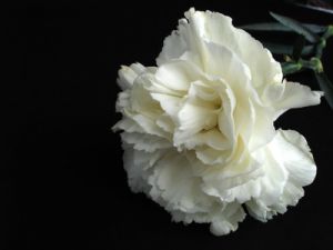 White carnation2.jpg